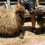 Bansko: Rare Bulgarian Pets Experience - Why This Tour Offers Great Value