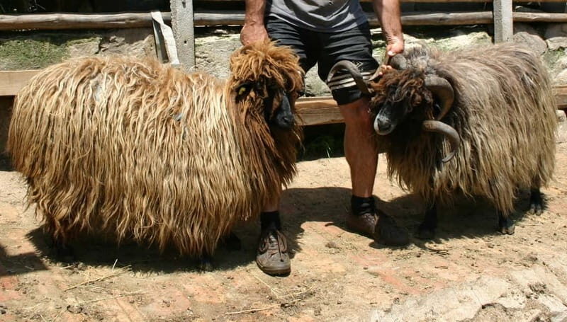 Bansko: Rare Bulgarian Pets Experience - Why This Tour Offers Great Value