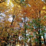 Bar Harbor: Acadia National Park Autumn Leaf Private Tour - What Makes This Tour Stand Out