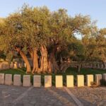 Bar, Montenegro: Shore Excursion with Skadar Lake Cruise - Practical Details and Tips