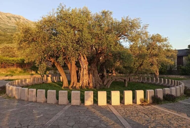 Bar, Montenegro: Shore Excursion with Skadar Lake Cruise - Practical Details and Tips