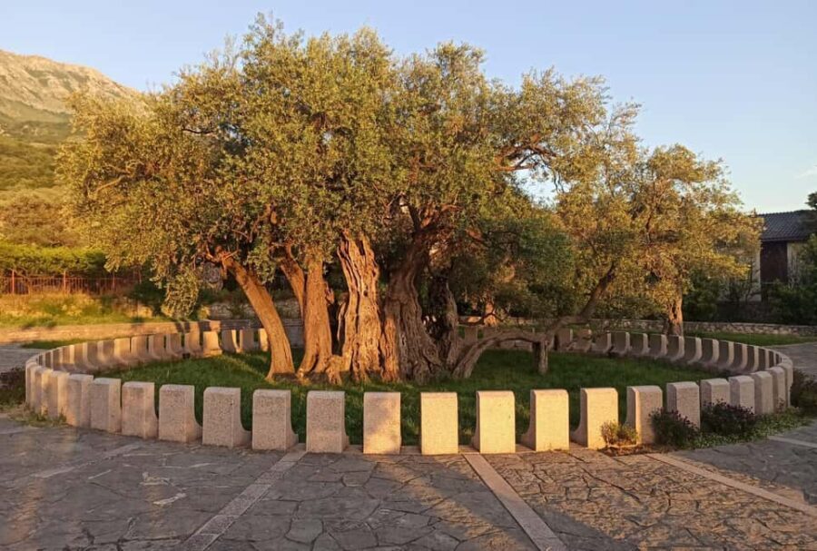 Bar, Montenegro: Shore Excursion with Skadar Lake Cruise - Practical Details and Tips