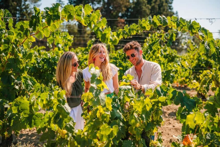 Barcelona: Alella Wine Tour with Tasting & Vineyard Picnic - Why This Tour Is a Great Value