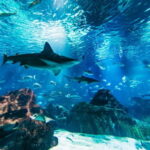 Barcelona Aquarium: Entry Ticket - What You Can Expect