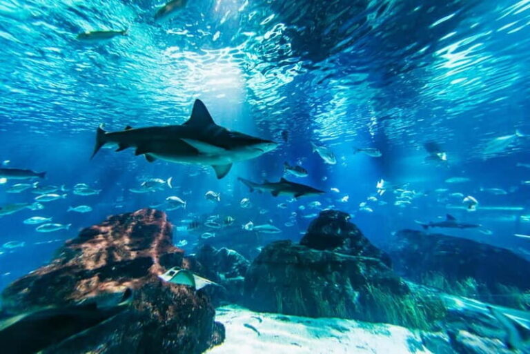 Barcelona Aquarium: Entry Ticket - What You Can Expect