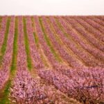 Barcelona: Cherry Blossoms and Montserrat Tour - Practical Tips