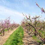 Barcelona: Cherry Blossoms in Aitona & Lunch Tour - The Practical Details