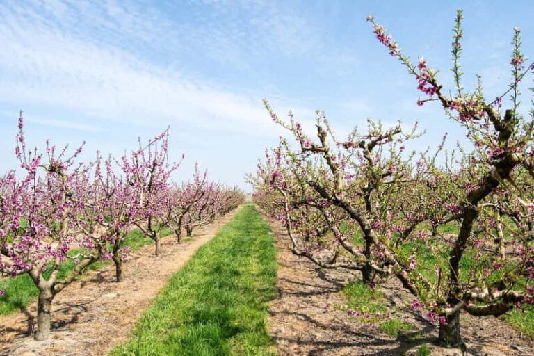 Barcelona: Cherry Blossoms in Aitona & Lunch Tour - The Practical Details