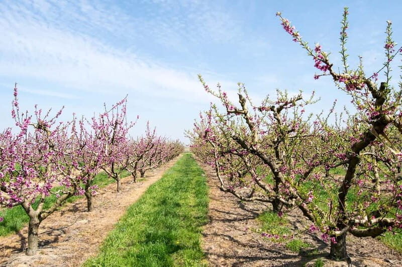 Barcelona: Cherry Blossoms in Aitona & Lunch Tour - The Practical Details