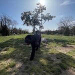 Barcelona: Hidden Gems Walking Tour with a Local & Dog - What You Get and Why It Matters