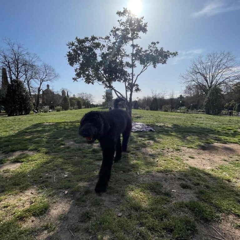 Barcelona: Hidden Gems Walking Tour with a Local & Dog - What You Get and Why It Matters