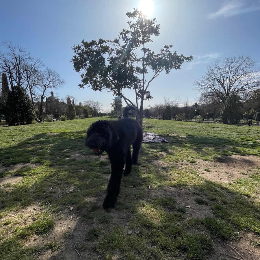 Barcelona: Hidden Gems Walking Tour with a Local & Dog - What You Get and Why It Matters