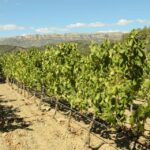 Barcelona: Priorat Wine Tour & Tastings and Lunch - Detailed Breakdown of the Itinerary