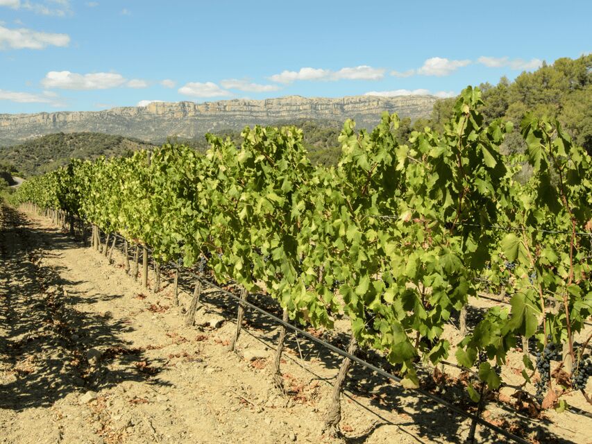 Barcelona: Priorat Wine Tour & Tastings and Lunch - Detailed Breakdown of the Itinerary