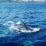 Barcelona: Sailing tours with open bar and snacks - Why This Tour Offers Great Value