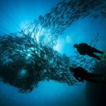 BARCELONA: SCUBA DIVING INITIATION - Dive in and experience underwater adventures - 2 hours - Equipment and Safety Checks