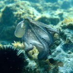 Barcelona Wild Experience: Kayak & Snorkel in Costa Brava - Why This Tour Offers Great Value