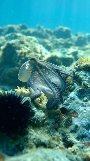 Barcelona Wild Experience: Kayak & Snorkel in Costa Brava - Why This Tour Offers Great Value