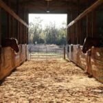 Barn Day for Little Cowboys and Cowgirls - Why This Tour Is Worth Considering