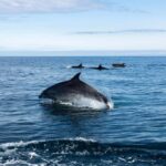 Basque Country : Whale and Dolphin Watching Boat Tours - The Itinerary Breakdown