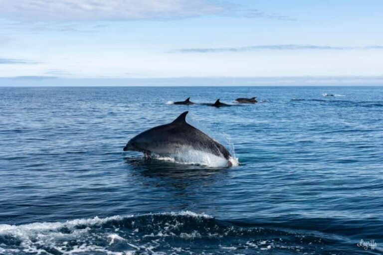 Basque Country : Whale and Dolphin Watching Boat Tours - The Itinerary Breakdown
