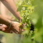 Bath: Vineyard Tour, Wine Tasting, and Music Pairing - The World’s First Wine and Sound Pairing