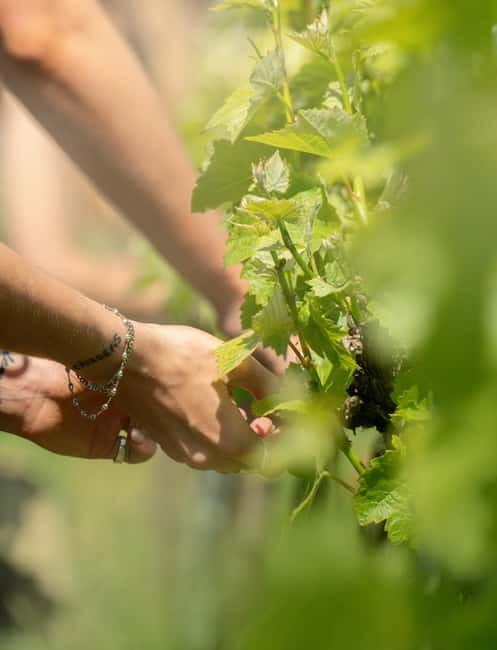 Bath: Vineyard Tour, Wine Tasting, and Music Pairing - The World’s First Wine and Sound Pairing