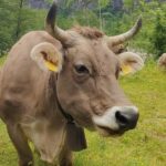 Bavona Valley Tour Ticino incl. Foroglio near Locarno Ascona - Practical Details and What to Know Before Booking