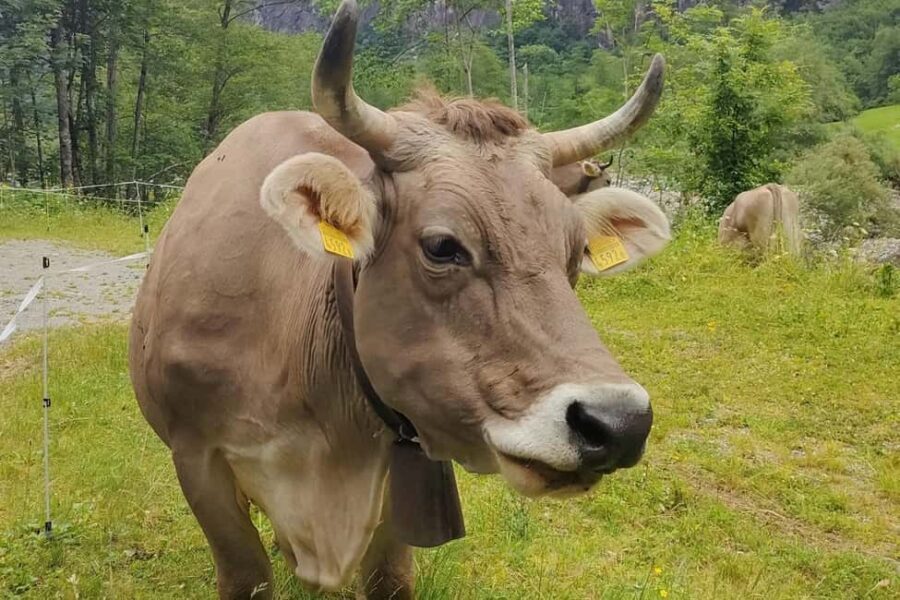 Bavona Valley Tour Ticino incl. Foroglio near Locarno Ascona - Practical Details and What to Know Before Booking