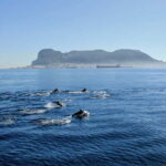 Bay of Gibraltar: Dolphin Cruise - Value for Money and Practical Details