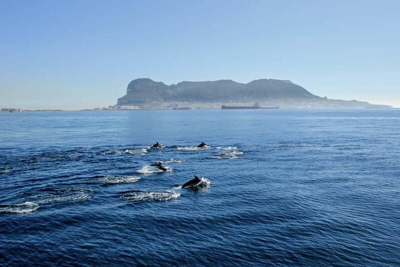 Bay of Gibraltar: Dolphin Cruise - Value for Money and Practical Details