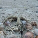 Beach and Shelling Excursion - Public - The Experience in Context: Value and Considerations