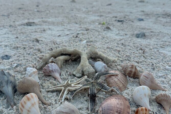 Beach and Shelling Excursion - Public - The Experience in Context: Value and Considerations