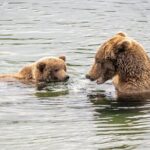 Bear Viewing at Brooks Falls in Katmai National Park - Who Should Consider This Tour?