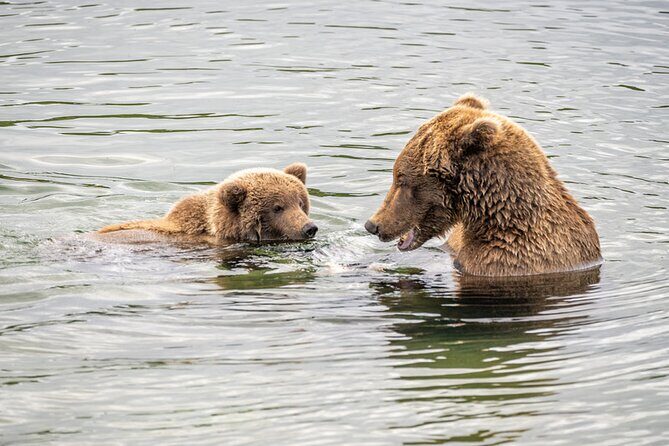 Bear Viewing at Brooks Falls in Katmai National Park - Who Should Consider This Tour?