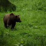 Bear watching experience in the wild - An In-Depth Look at the Bear Watching Tour