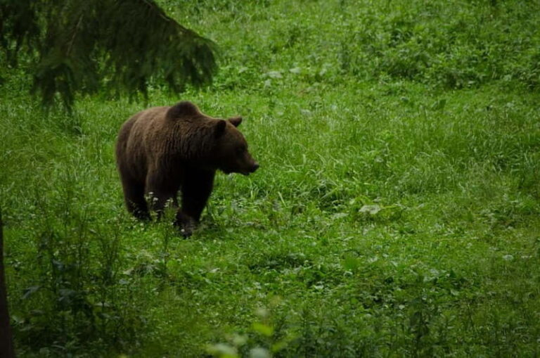 Bear watching experience in the wild - An In-Depth Look at the Bear Watching Tour