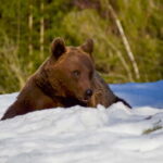 Bear watching in the Land of Volcanoes - The Logistics: What You Need to Know