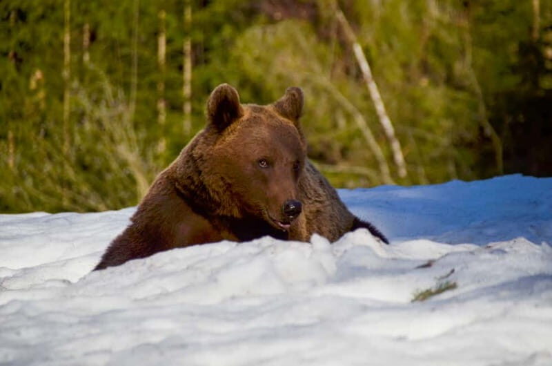 Bear watching in the Land of Volcanoes - The Logistics: What You Need to Know