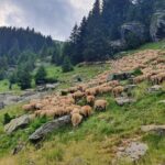 Bears and Dracula Private Full-Day Tour from Bucharest - Who Is This Tour Best For?