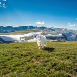 Beartooth Highway Small Group Tour with Wildlife Guide - What You’ll Experience and Why It Matters