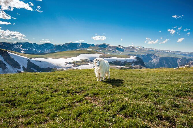 Beartooth Highway Small Group Tour with Wildlife Guide - What You’ll Experience and Why It Matters