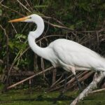 Beaufort Private Dolphin Excursions - Final Thoughts: Is It Worth It?