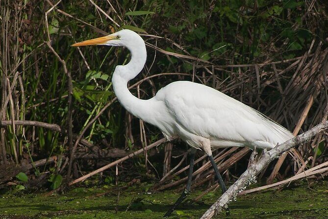 Beaufort Private Dolphin Excursions - Final Thoughts: Is It Worth It?