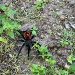 Becan :Chicanna mayan ruins from Bacalar - Visiting Becan: An Ancient Fortress