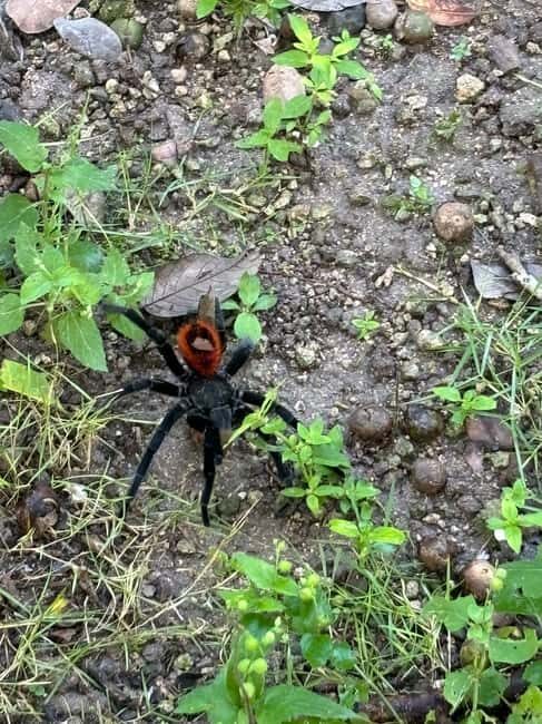Becan :Chicanna mayan ruins from Bacalar - Visiting Becan: An Ancient Fortress