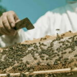 Beekeeping Tour and Honey Tasting Experience in Monferrato - Practical Details: What You Need to Know