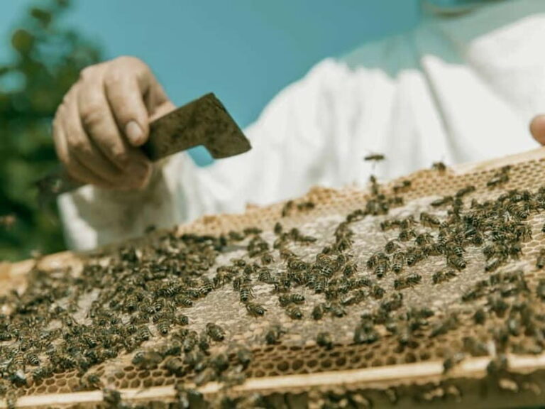 Beekeeping Tour and Honey Tasting Experience in Monferrato - Practical Details: What You Need to Know