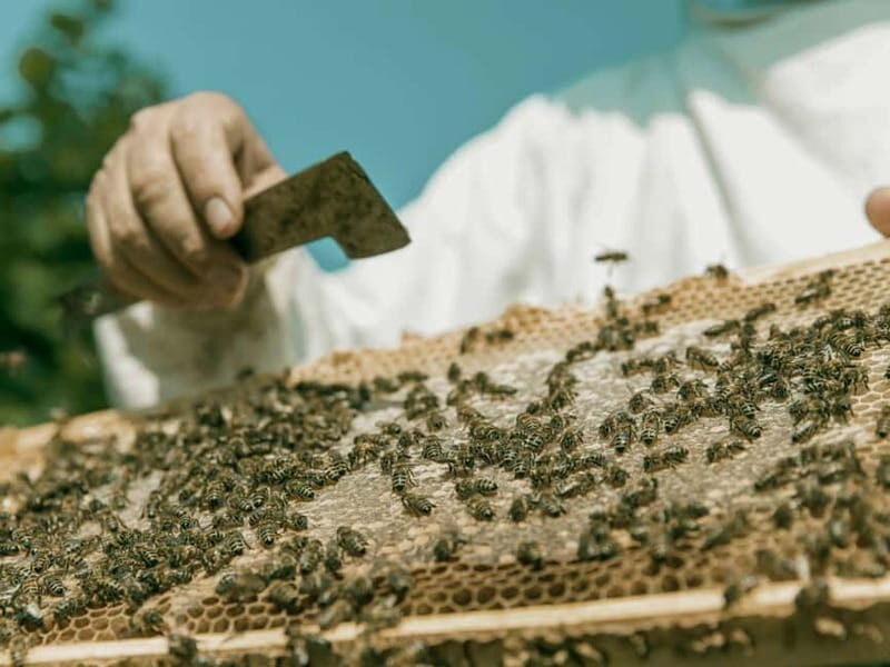 Beekeeping Tour and Honey Tasting Experience in Monferrato - Practical Details: What You Need to Know