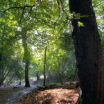 Belfast: Sir Thomas & Lady Dixon Park Walk & Alfresco Picnic - The Alfresco Picnic Experience